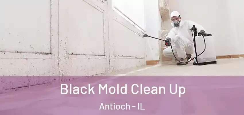  Black Mold Clean Up Antioch - IL