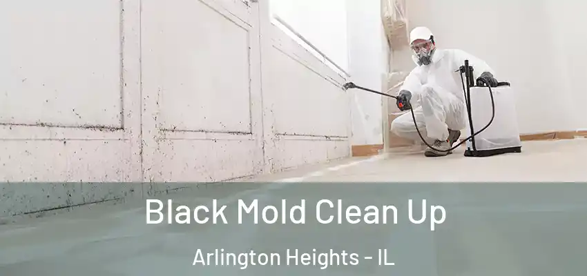 Black Mold Clean Up Arlington Heights - IL