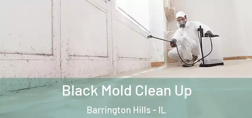  Black Mold Clean Up Barrington Hills - IL