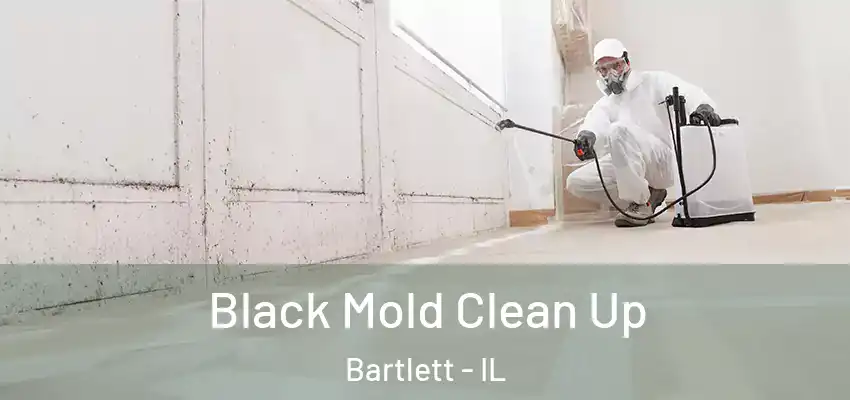  Black Mold Clean Up Bartlett - IL