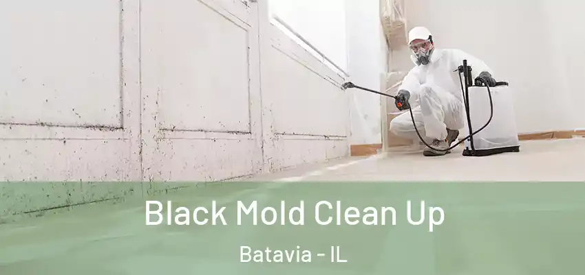  Black Mold Clean Up Batavia - IL