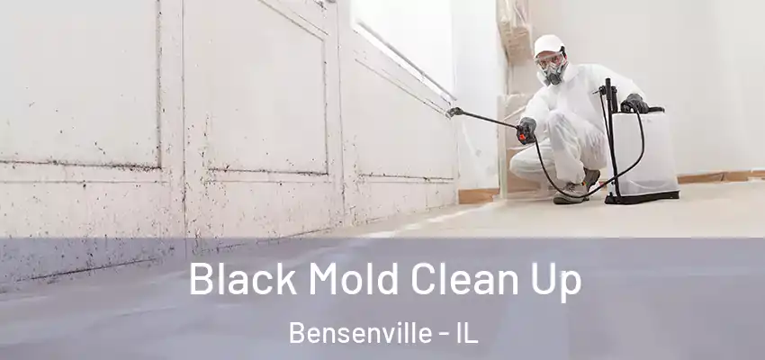  Black Mold Clean Up Bensenville - IL