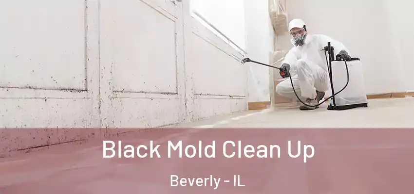 Black Mold Clean Up Beverly - IL