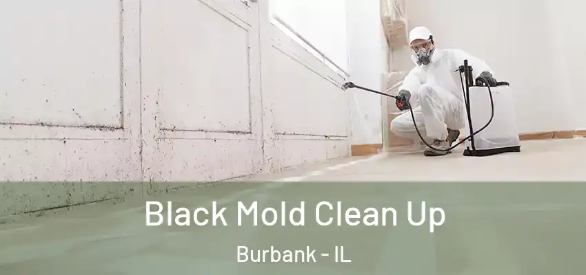 Black Mold Clean Up Burbank - IL