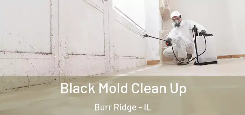 Black Mold Clean Up Burr Ridge - IL
