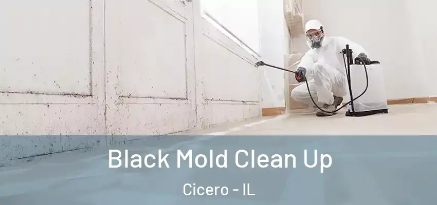  Black Mold Clean Up Cicero - IL