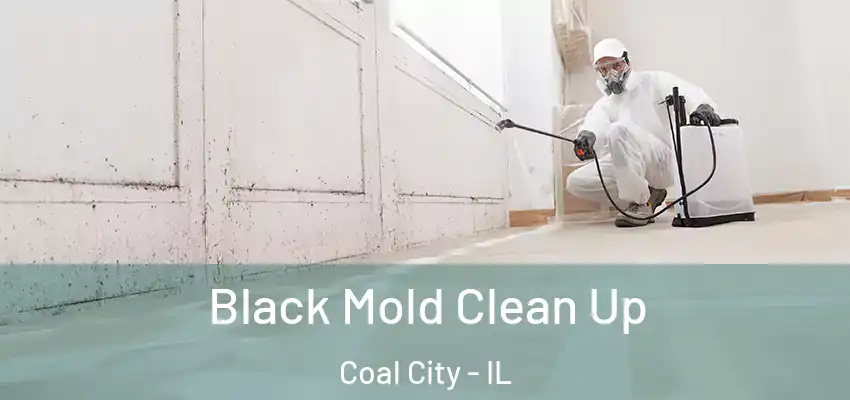 Black Mold Clean Up Coal City - IL