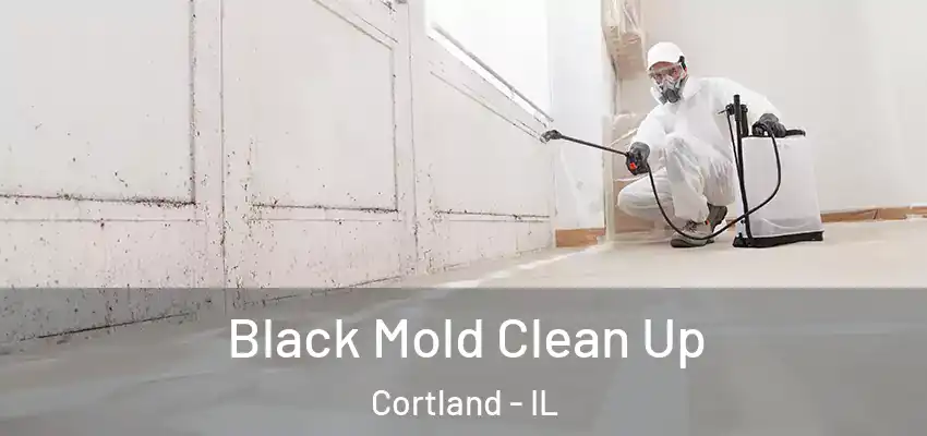  Black Mold Clean Up Cortland - IL