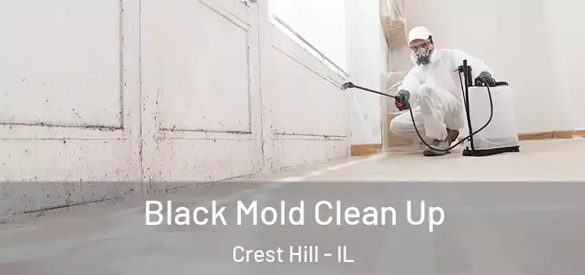  Black Mold Clean Up Crest Hill - IL