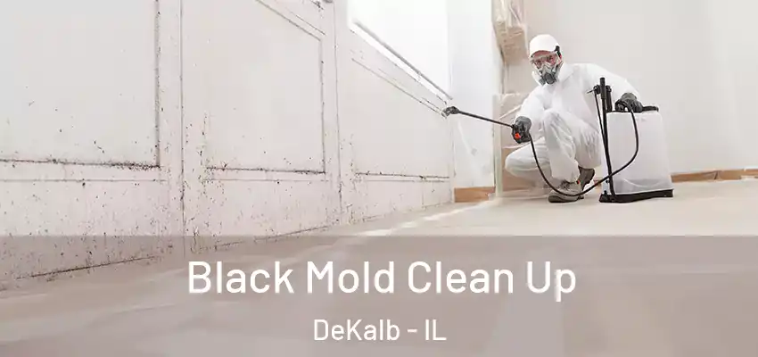  Black Mold Clean Up DeKalb - IL