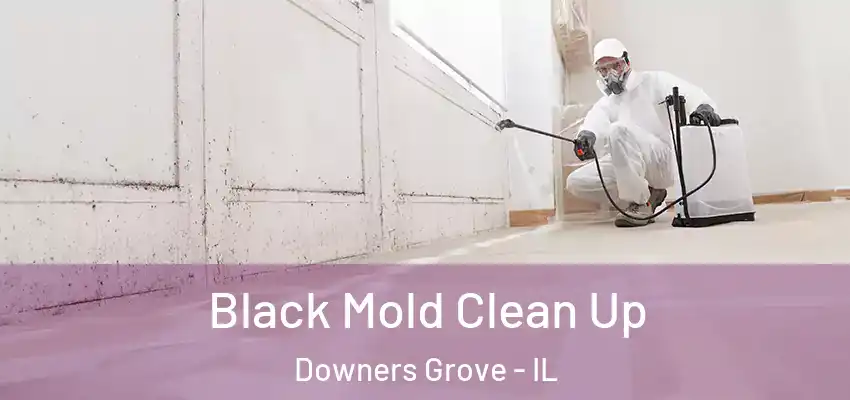 Black Mold Clean Up Downers Grove - IL