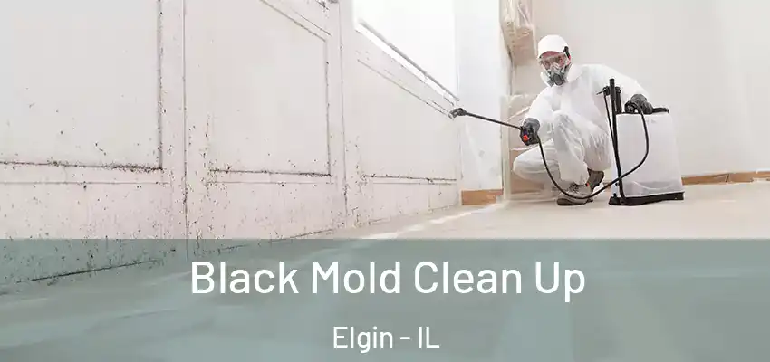 Black Mold Clean Up Elgin - IL