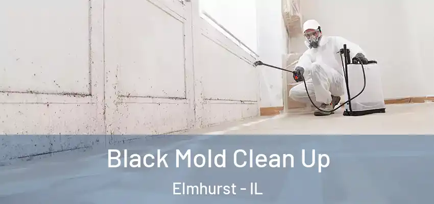  Black Mold Clean Up Elmhurst - IL