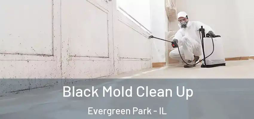 Black Mold Clean Up Evergreen Park - IL