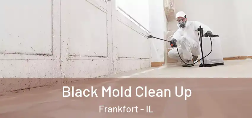  Black Mold Clean Up Frankfort - IL