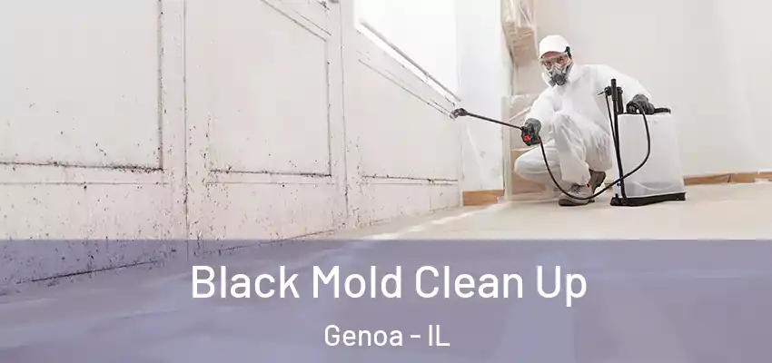  Black Mold Clean Up Genoa - IL