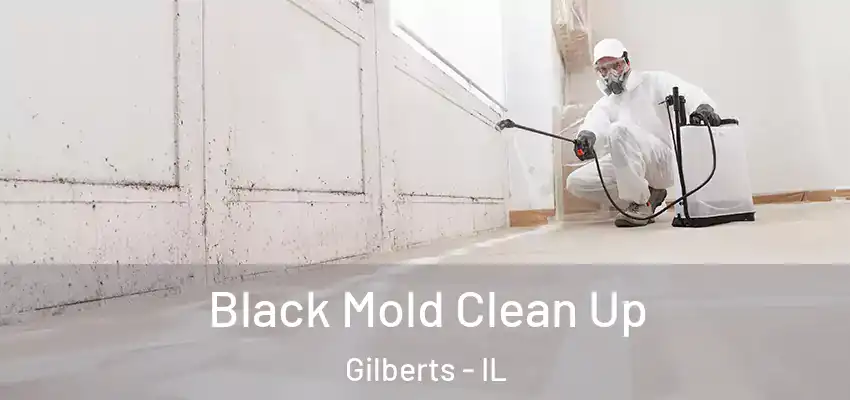  Black Mold Clean Up Gilberts - IL