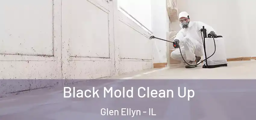  Black Mold Clean Up Glen Ellyn - IL