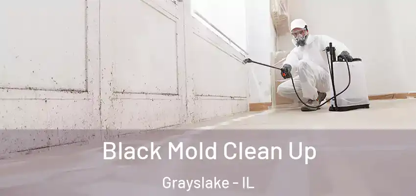  Black Mold Clean Up Grayslake - IL