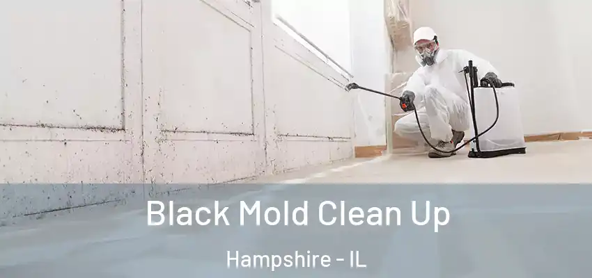  Black Mold Clean Up Hampshire - IL