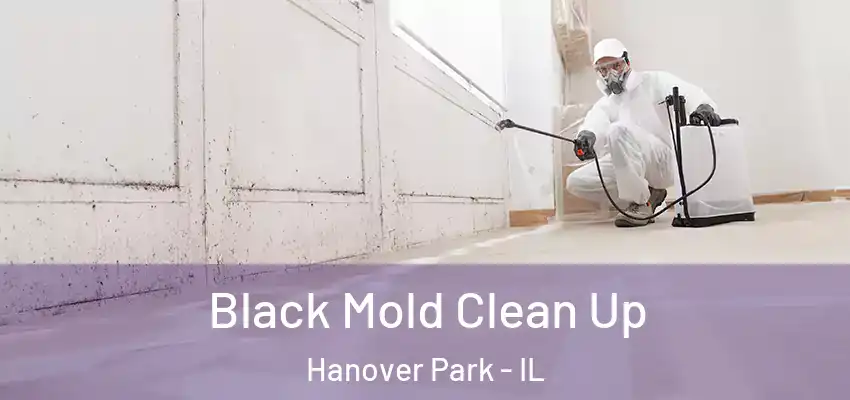  Black Mold Clean Up Hanover Park - IL
