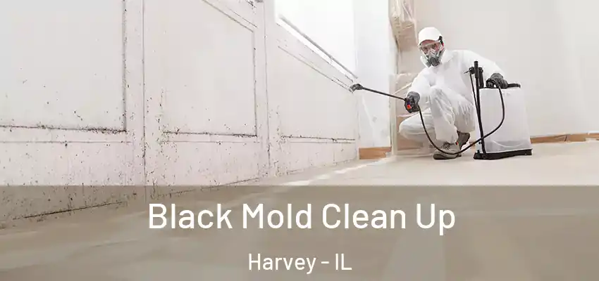 Black Mold Clean Up Harvey - IL