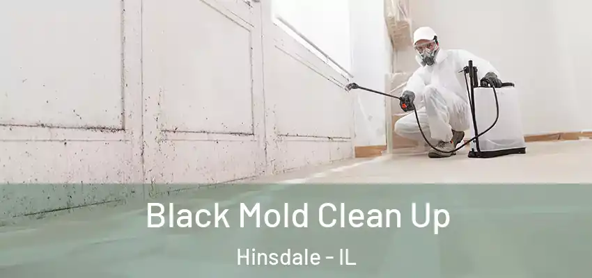 Black Mold Clean Up Hinsdale - IL
