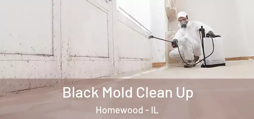  Black Mold Clean Up Homewood - IL