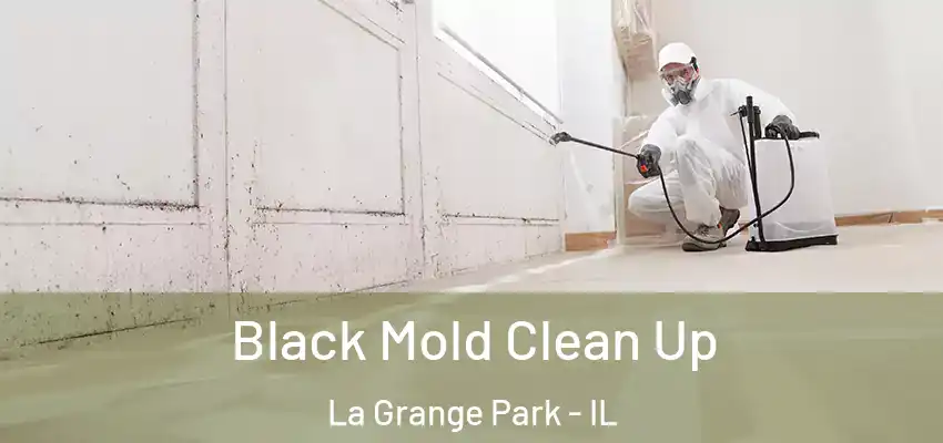 Black Mold Clean Up La Grange Park - IL