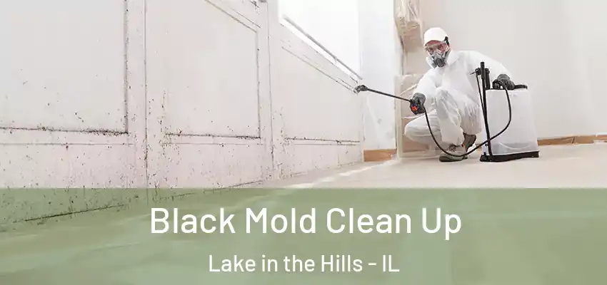Black Mold Clean Up Lake in the Hills - IL