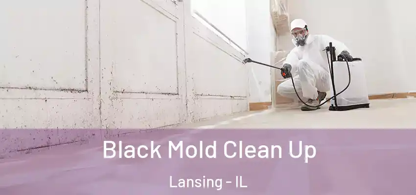  Black Mold Clean Up Lansing - IL