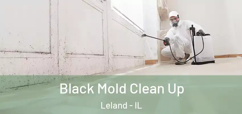  Black Mold Clean Up Leland - IL