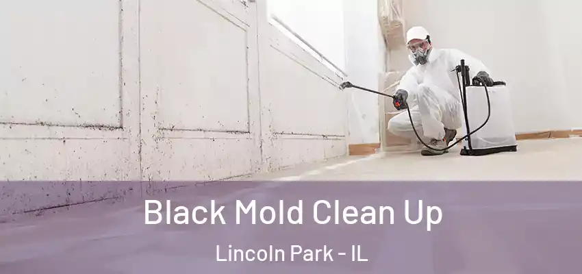 Black Mold Clean Up Lincoln Park - IL