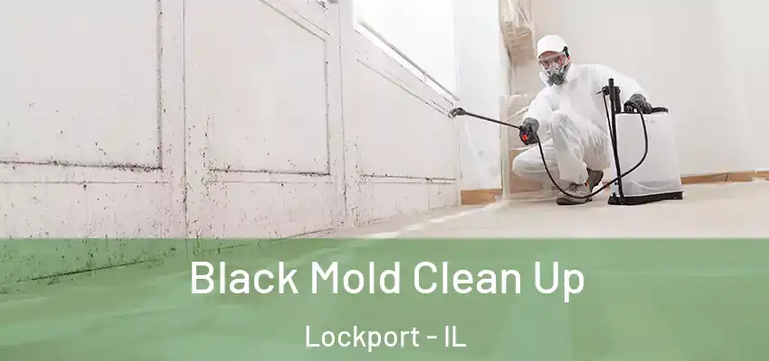  Black Mold Clean Up Lockport - IL