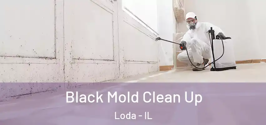  Black Mold Clean Up Loda - IL