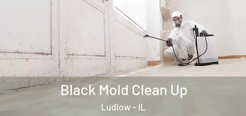  Black Mold Clean Up Ludlow - IL