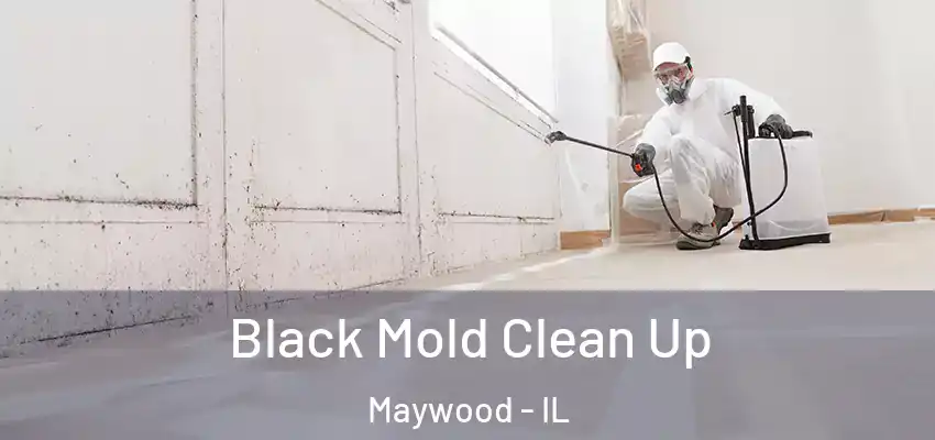 Black Mold Clean Up Maywood - IL