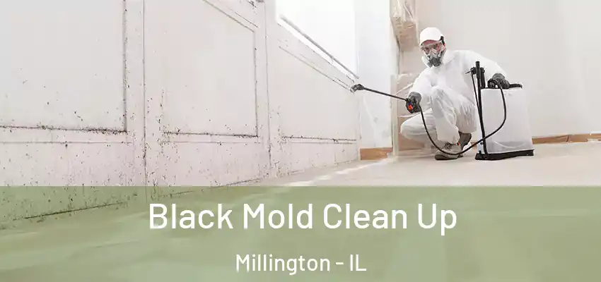  Black Mold Clean Up Millington - IL