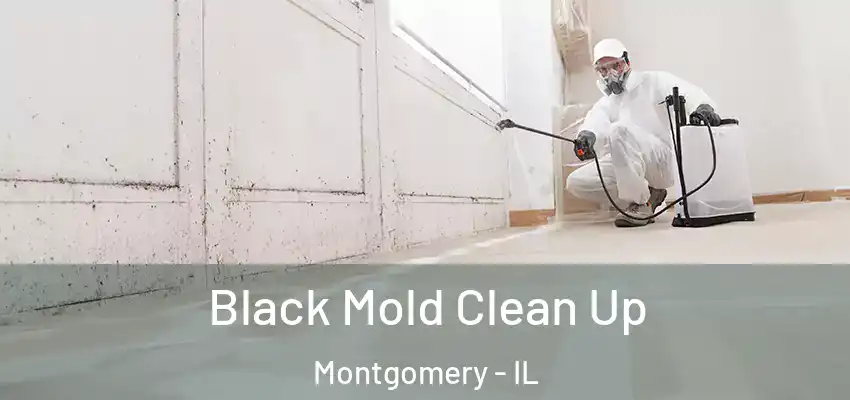 Black Mold Clean Up Montgomery - IL