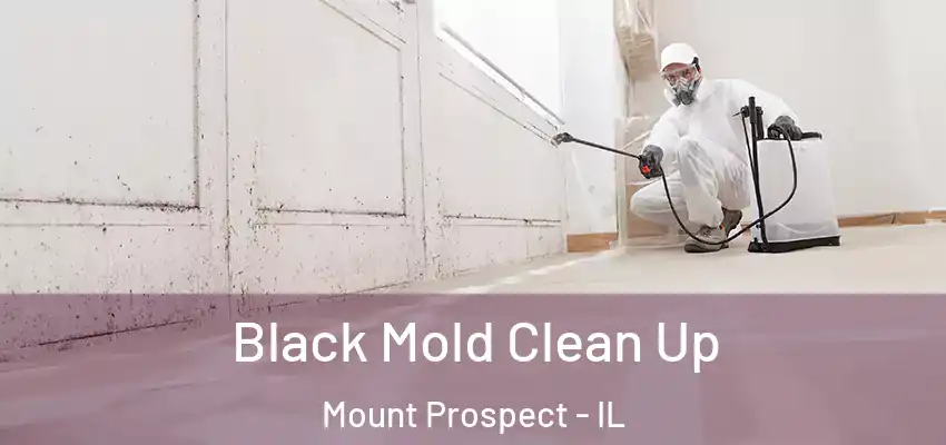 Black Mold Clean Up Mount Prospect - IL
