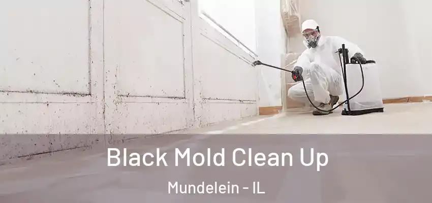  Black Mold Clean Up Mundelein - IL