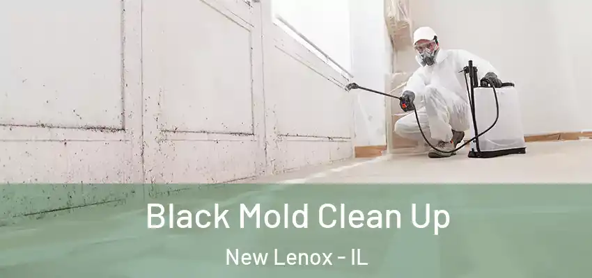  Black Mold Clean Up New Lenox - IL