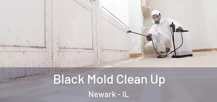  Black Mold Clean Up Newark - IL