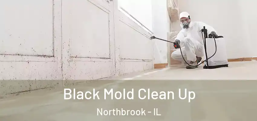 Black Mold Clean Up Northbrook - IL