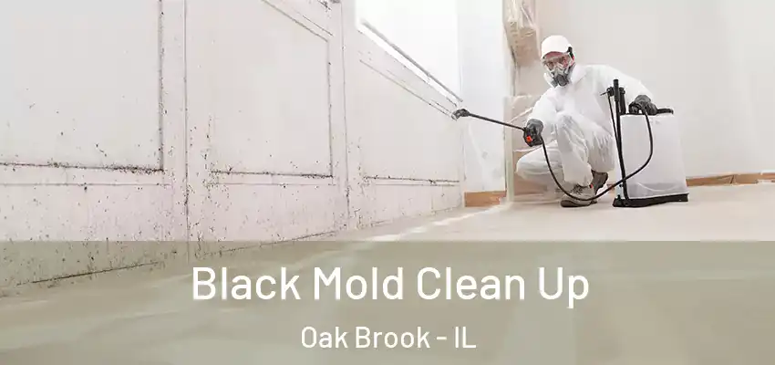  Black Mold Clean Up Oak Brook - IL