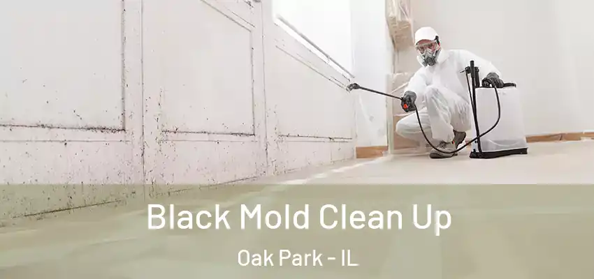  Black Mold Clean Up Oak Park - IL