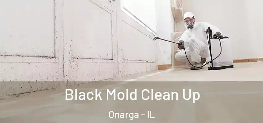 Black Mold Clean Up Onarga - IL