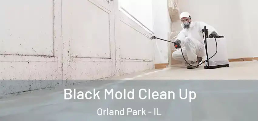  Black Mold Clean Up Orland Park - IL