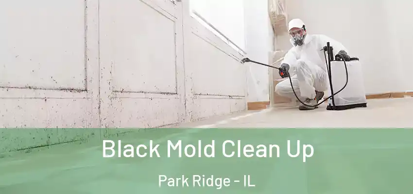 Black Mold Clean Up Park Ridge - IL