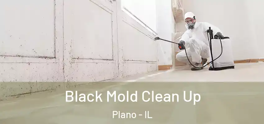 Black Mold Clean Up Plano - IL